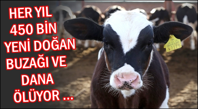 HER YIL YENİ DOĞAN 450 BİN BUZAĞI VE DANA ÖLÜYOR