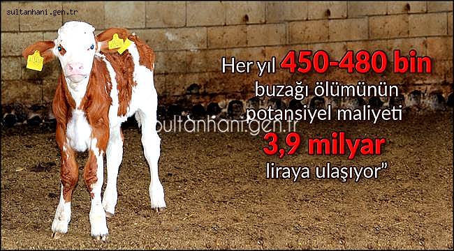 BUZA ÖLÜMLERİ BÜYÜK EKONOMİK KAYIP