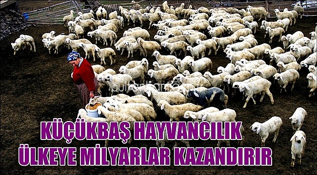 KÜÇÜKBAŞ HAYVANCILIK ÜLKEYE MİLYARLAR KAZANDIRIR