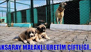 MALAKLI ÜRETİM ÇİFTLİĞİ ÜRETİME BAŞLADI