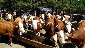 ÜRETİCİLER DİKKAT! DESTEKLEME BAŞVURULARI BUGÜN BAŞLADI