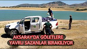 AKSARAY'DA GÖLETLERE YAVRU SAZANLAR BIRAKILIYOR