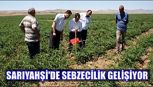 DESTEKLEMELERLE SARIYAHŞİ'DE SEBZECİLİK GELİŞİYOR