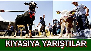 AKSARAY'DA EN GÜZEL HOLSTEİN İNEK ve EN GÜZEL SİMENTAL İNEK YARIŞMASI YAPILDI