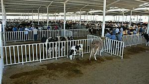 Aksaray da Kurbanlıklar Görücüye Çıktı