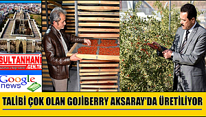 TALİBİ ÇOK OLAN GOJİBERRY AKSARAY'DA ÜRETİLİYOR