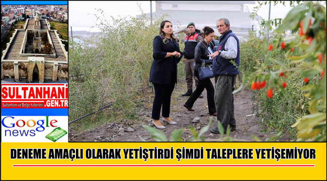 DENEME AMAÇLI OLARAK YETİŞTİRDİ ŞİMDİ TALEPLERE YETİŞEMİYOR