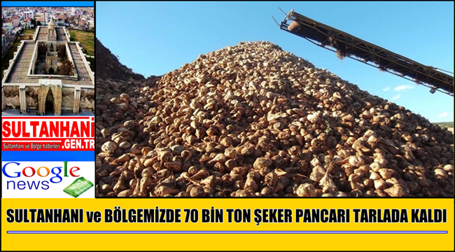 SULTANHANI ve BÖLGEMİZDE 70 BİN TON ŞEKER PANCARI TARLADA KALDI