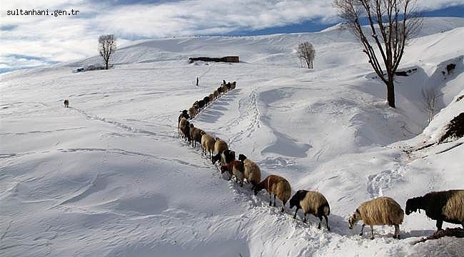 ISLAH ÇALIŞMALARIYLA ET ÜRETİMİ DE HAYVAN SAYISINDAKİ ARTIŞ TAN ÇOK DAHA FAZLA ARTIRILABİLİR