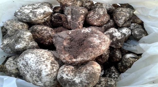 SULTANHANI HALKI HER FIRSATTA MANTAR TOPLAMAYA GİDİYOR