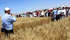 AKSARAYLI ÇİFTÇİLER BAHRİ DAĞDAŞ DA DÜZENLENEN TARLA GÜNÜNE KATILDI