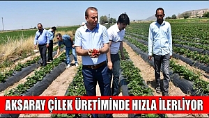 AKSARAY ÇİLEK ÜRETİMİNDE HIZLA İLERLİYOR