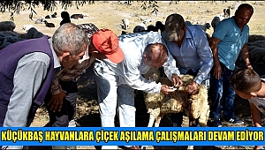AKSARAY'DA KÜÇÜKBAŞ HAYVANLARA ÇİÇEK AŞILAMA ÇALIŞMALARI DEVAM EDİYOR