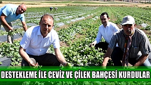 DESTEKLEME İLE GÜLAĞAÇ İLÇESİNDE CEVİZ VE ÇİLEK BAHÇESİ KURDULAR