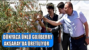 DÜNYACA ÜNLÜ GOJİBERRY AKSARAY'DA ÜRETİLİYOR