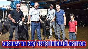 AKSARAY'DA KEÇİ YETİŞTİRİCİLİĞİ ARTIYOR