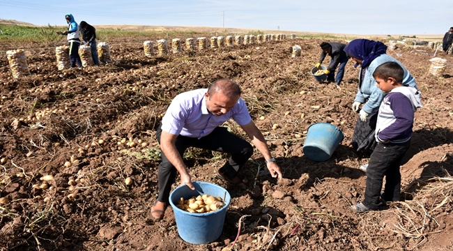 AKSARAY'DA GÜZLÜK PATATESLER TARLADA 1 TL'YE ALICI BULUYOR