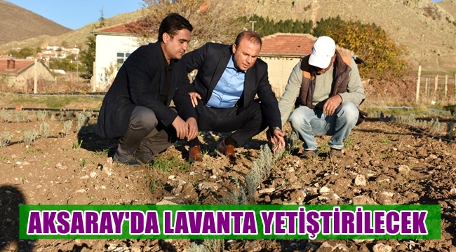 AKSARAY'DA LAVANTA YETİŞTİRİLECEK