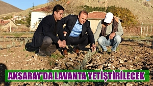 AKSARAY'DA LAVANTA YETİŞTİRİLECEK