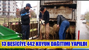 AKSARAY'DA 13 BESİCİYE 442 KOYUN DAĞITIMI YAPILDI