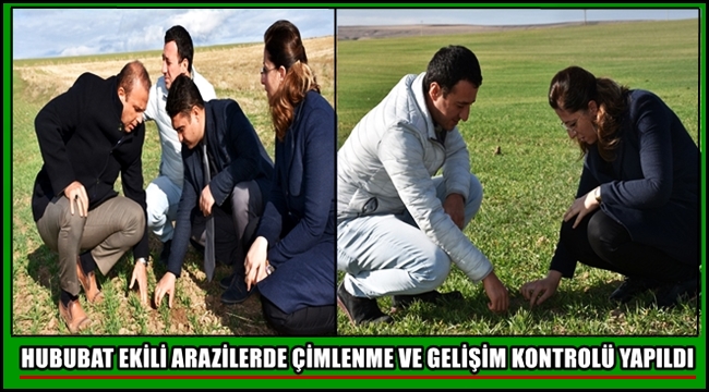 AKSARAY'DA HUBUBAT EKİLİ ARAZİLERDE ÇİMLENME VE GELİŞİM KONTROLÜ YAPILDI