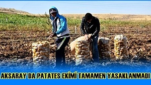 AKSARAY DA PATATES EKİMİ TAMAMEN YASAKLANMADI