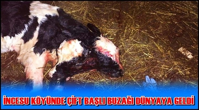 İNCESU KÖYÜNDE ÇİFT BAŞLI BUZAĞI DÜNYAYA GELDİ