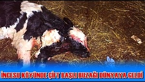 İNCESU KÖYÜNDE ÇİFT BAŞLI BUZAĞI DÜNYAYA GELDİ