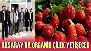 AKSARAY'DA ORGANİK ÇİLEK YETİŞECEK 
