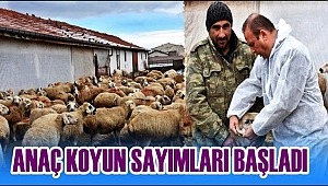 BAHAR GELDİ AKSARAY'DA ANAÇ KOYUN SAYIMLARI BAŞLADI