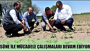 AKSARAY'DA SÜNE MÜCADELESİ ÇALIŞMALARI KAPSAMINDA KIYMETLENDİRME SÜRVEYLERİNE DEVAM EDİLİYOR