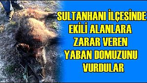 SULTANHANI İLÇESİNDE EKİLİ ALANLARA ZARAR VEREN YABAN DOMUZUNU VURDULAR