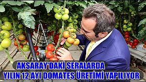 AKSARAY'DAKİ SERALARDA YILIN 12 AYI DOMATES ÜRETİMİ YAPILIYOR