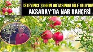 İSTEYİNCE ŞEHRİN ORTASINDA BİLE OLUYOR! AKSARAY'DA NAR BAHÇESİ...