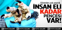 İnsan Eli Büyüklügünde Pençeleri Var