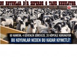 Bu Koyunlar Neden Bu Kadar Kıymetli?