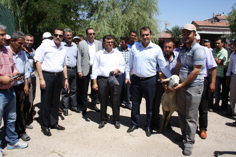 Aksaray Bölgesinde üreticilere Damızlık Koç Dağıtımı Yapıldı