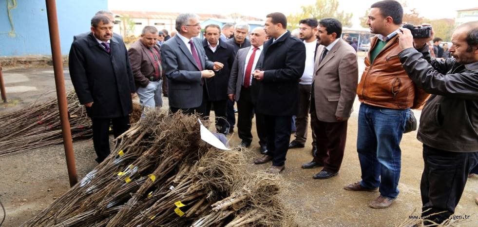 AKSARAY DA 7 BİN 80 ADET MEYVE FİDANI DAĞITILDI