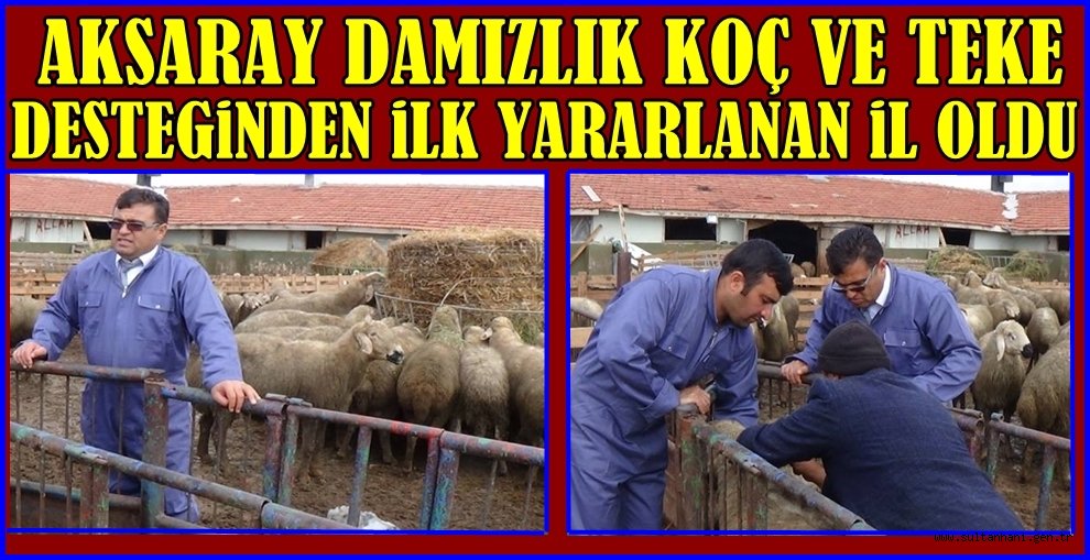 AKSARAY DAMIZLIK KOÇ VE TEKE DESTEĞİNDEN İLK YARARLANAN İL OLDU