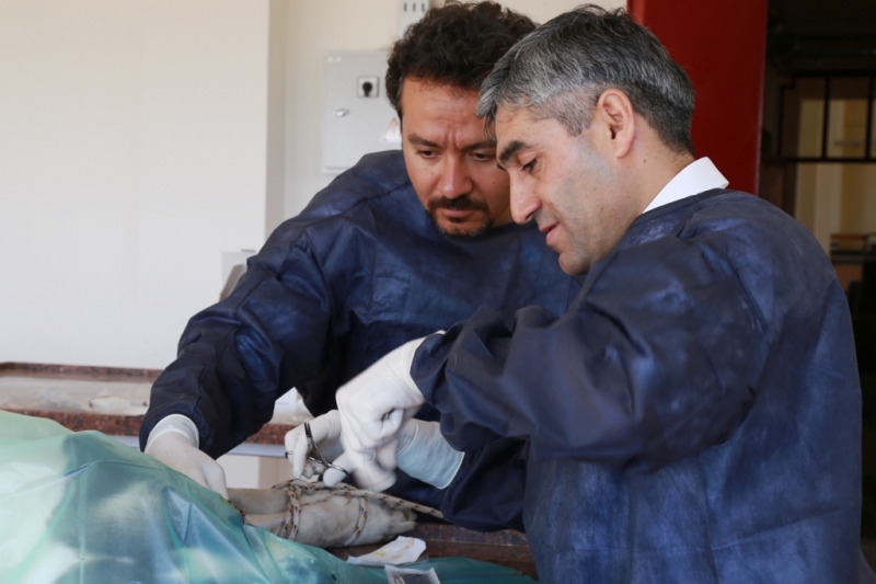 Aksaray Malaklı Cinsi Köpek Aksaray'da Göz Ameliyatı Oldu