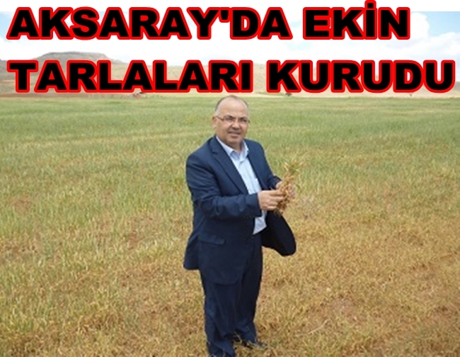 Aksaray'da Kuruyan Ekin Tarlaları Yeniden Sürülüyor