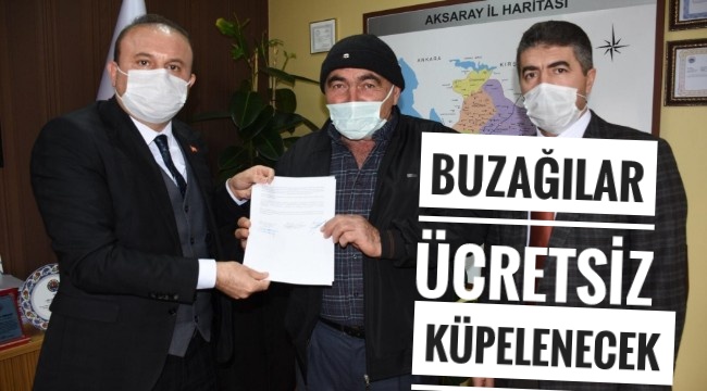 AKSARAY'DA 2021 YILINDA BUZAĞILAR ÜCRETSİZ KÜPELENECEK
