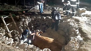 AKSARAY'DA FOSEPTİK ÇUKURUNA DÜŞEN GEBE İNEK İTFAİYE VE AFAD EKİPLERİNCE KURTARILDI