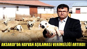 AKSARAY'DA HAYVAN AŞILAMASI VERİMLİLİĞİ ARTIRDI