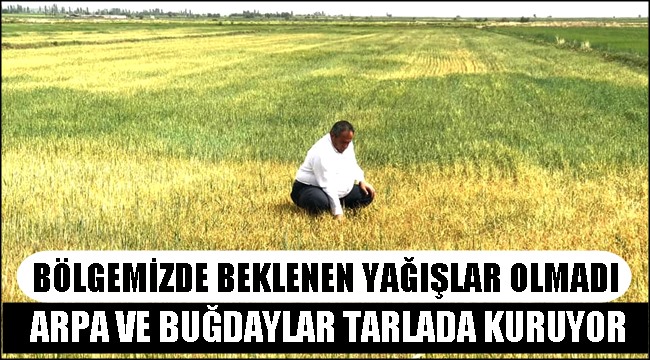 BÖLGEMİZDE BEKLENEN YAĞIŞLAR OLMADI ARPA VE BUĞDAYLAR TARLADA KURUYOR