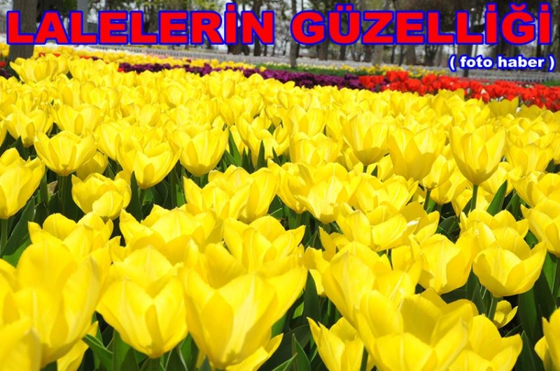 Bu Laleler Bir Başka Güzel ( Foto Haber )