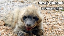 Anadolu Sırtlanı Trafik Kurbanı!
