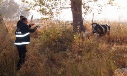 Kurban'da Boğası Kaçan 153 ü Arasın.