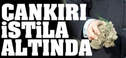 çankırı'yı Domuzlar İstila Etti