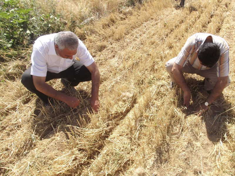 çiftçilerimiz çatak Programı Sayesinde Anıza Doğrudan Ekim Yöntemiyle Tanışıyor